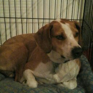 Meet your Posher, Sadie